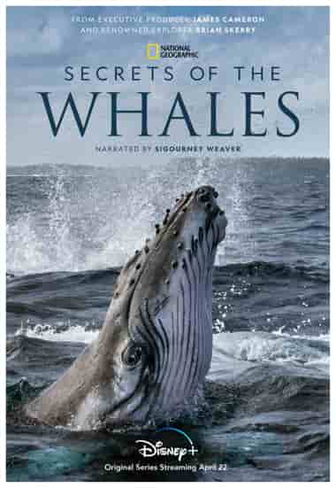 secrets-of-the-whales